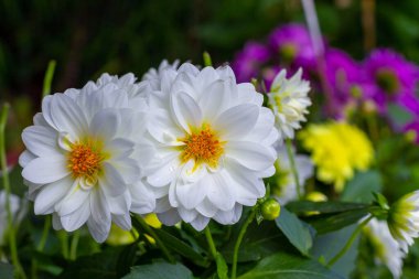 Bahçede beyaz çiçekler