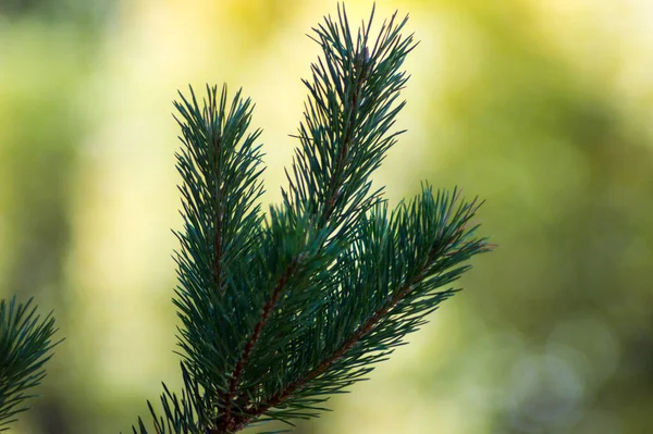 Tannenzapfen Wald Aus Nächster Nähe — Stockfoto