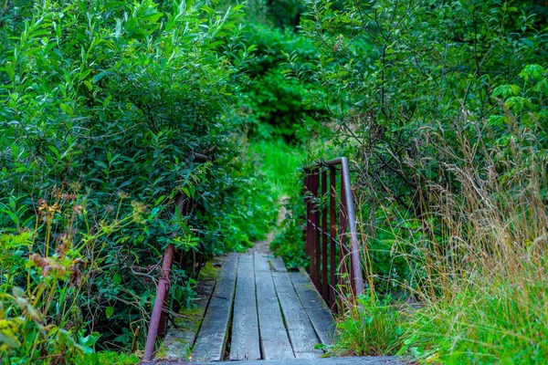 Passerella Legno Bosco Mattino — Foto Stock