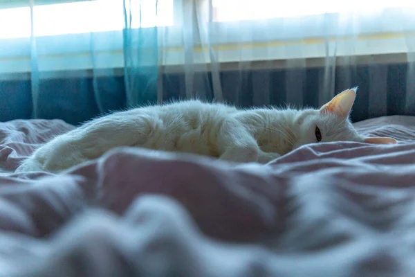 猫在床上睡觉 — 图库照片