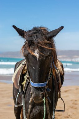 Mavi gökyüzü olan at kafası, yaklaş.