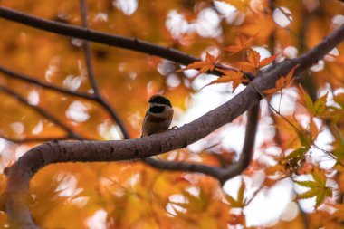 Bir kuş ağaç dalında oturur.