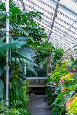 Güzel botanik fotoğrafı, doğal duvar kağıdı.