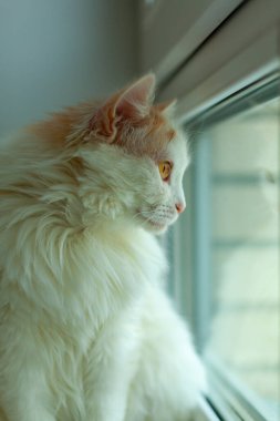 Kedi yerde oturuyor.