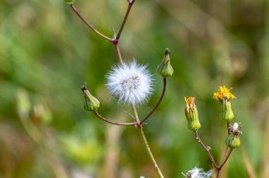Güzel botanik fotoğrafı, doğal duvar kağıdı.