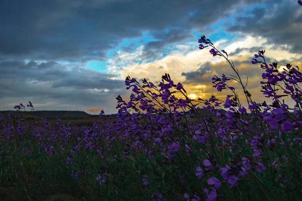 Schöne Blumen Auf Dem Feld — Stockfoto