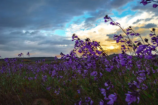 Schöne Blumen Auf Dem Feld — Stockfoto