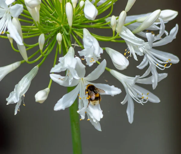 Bienen Bestäuben Blumen Und Ernten Nektar — Stockfoto