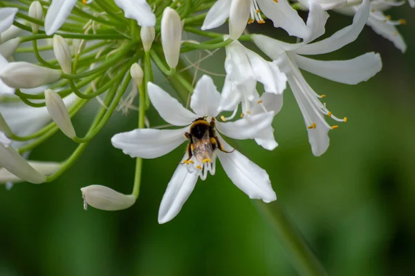 Bienen Bestäuben Blumen Und Ernten Nektar — Stockfoto