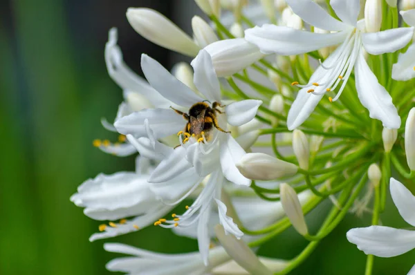 Bienen Bestäuben Blumen Und Ernten Nektar — Stockfoto