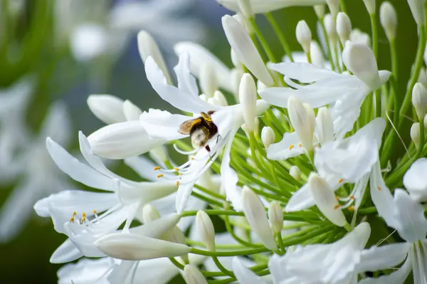 Bienen Bestäuben Blumen Und Ernten Nektar — Stockfoto