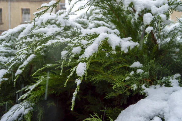 Primer Plano Bosque Cubierto Nieve Con Heladas Fondo Hermoso Paisaje — Foto de Stock