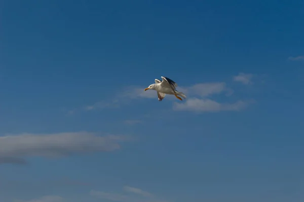 Möwenflug Himmel — Stockfoto