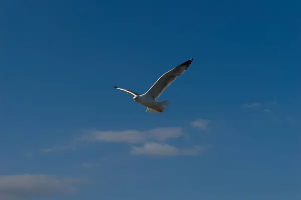Seagull Flight Sky — Stock Photo, Image