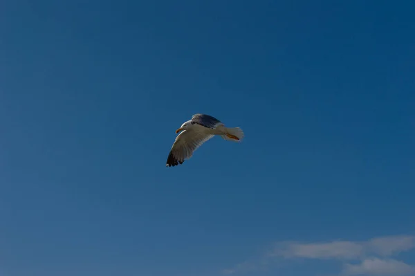 Seagull Flight Sky — Stock Photo, Image