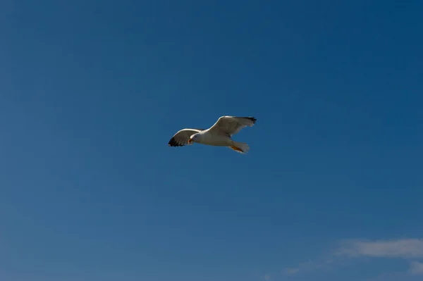 Voo Gaivota Céu — Fotografia de Stock