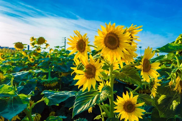 Zonnebloemenveld Zomer Stockfoto