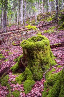 Ormanın güzel manzarası