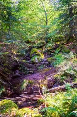 Ormanın güzel manzarası