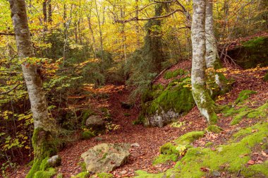 Huesca Pirenesi 'ndeki Betato Ormanı' ndan yürü.