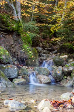 Ormanda güzel bir şelale