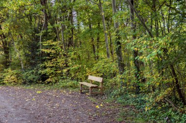 Huesca Pirenesi 'ndeki Betato Ormanı' ndan yürü.