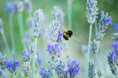 Lavanta çiçeğindeki arı