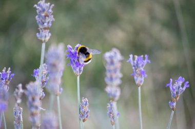Bahçedeki lavanta çiçekleri