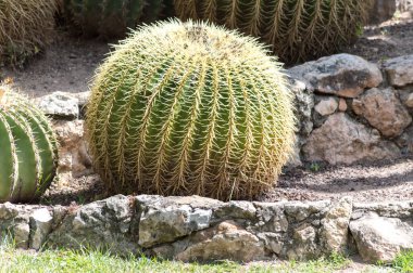 Bahçedeki kaktüse yakın.