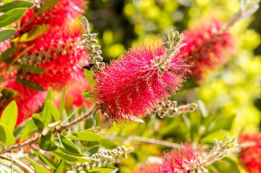 Bahçedeki ağacın kırmızı meyveleri