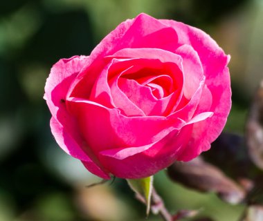 Bahçede güzel pembe bir gül