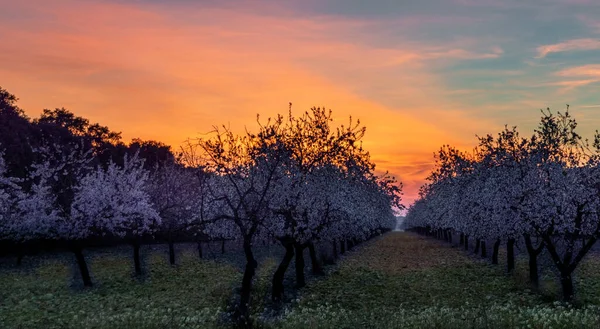 Schöner Sonnenuntergang Über Den Bäumen — Stockfoto