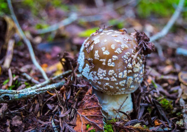 Svamp Skogen — Stockfoto