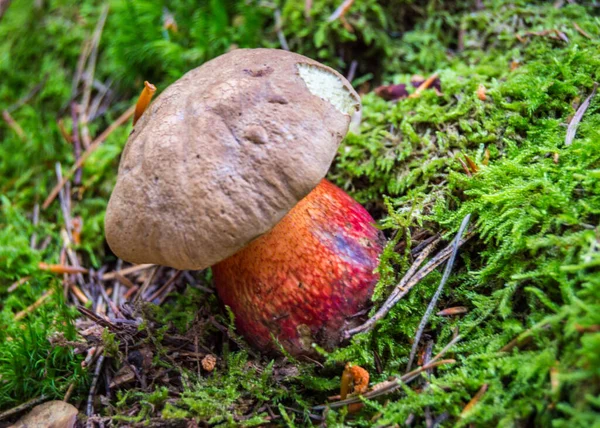 Mushroom Forest — Stock Photo, Image