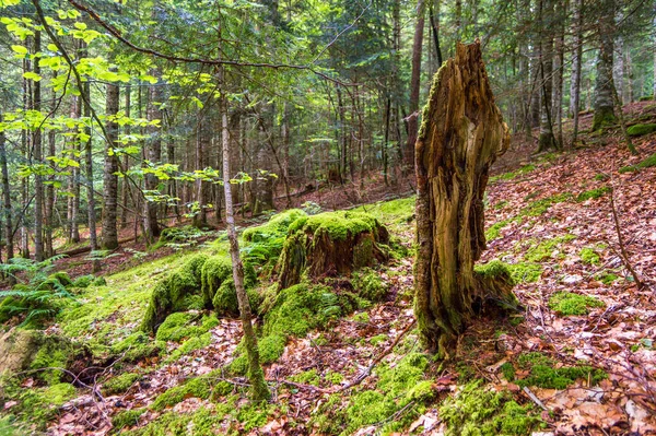 Schöner Wald Den Bergen — Stockfoto