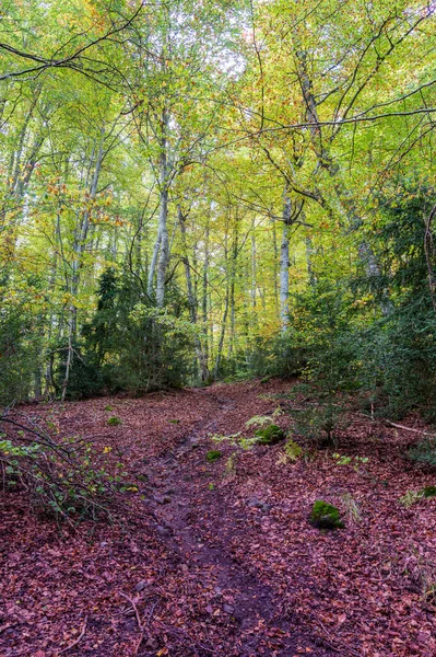 Bosque Otoñal Con Árboles Hojas — Foto de Stock