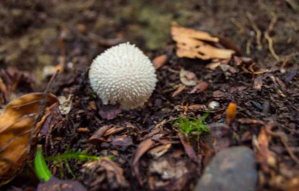 Champignon Dans Forêt — Photo