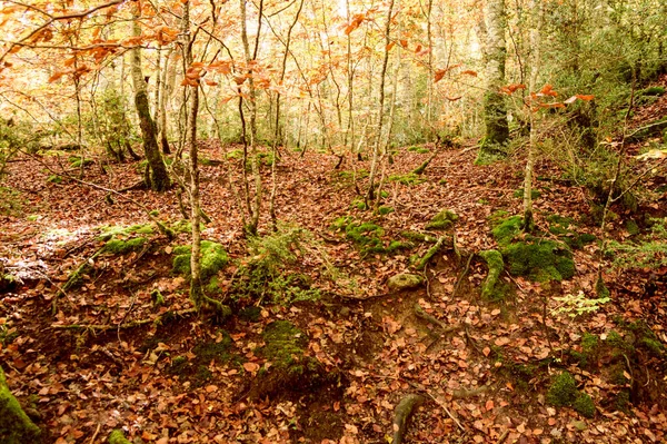 Paseo Por Bosque Betato Los Pirineos Huesca —  Fotos de Stock