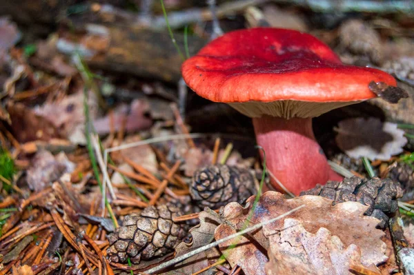 Mushrooms Forest — Stock Photo, Image