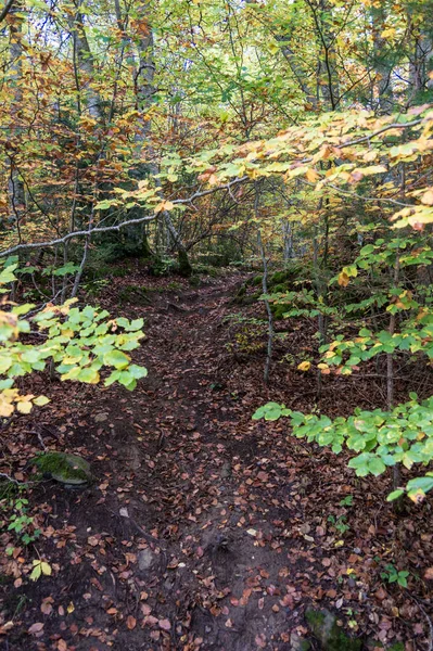 ユスカのピレネー山脈のベタトの森を歩く — ストック写真