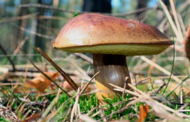İspanya ormanlarında boletus edulis adı verilen mantar.