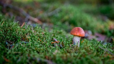 İspanya ormanlarında boletus edulis adı verilen mantar.