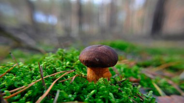 İspanya ormanlarında boletus edulis adı verilen mantar.