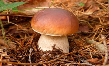 İspanya ormanlarında boletus edulis adı verilen mantar.