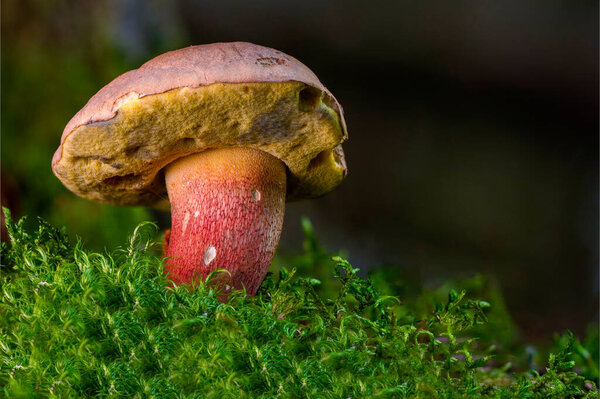 toxic fungus found in the woods called boletus satanas