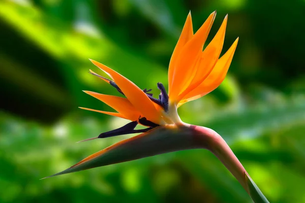 Flor Chamada Paraiso Para Preparar Buquês Flores — Fotografia de Stock