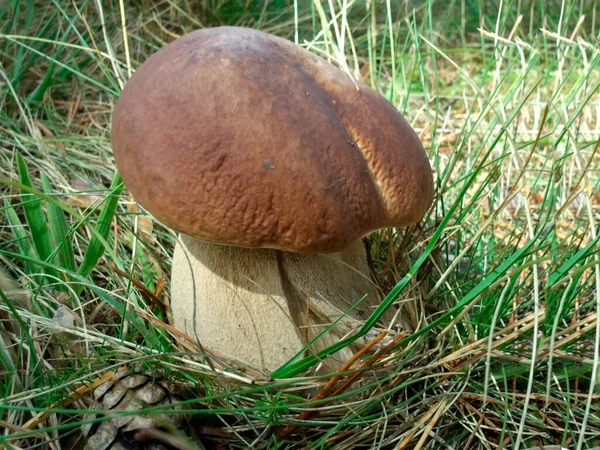 在西班牙的森林里 有一种叫Boletus The的真菌 — 图库照片