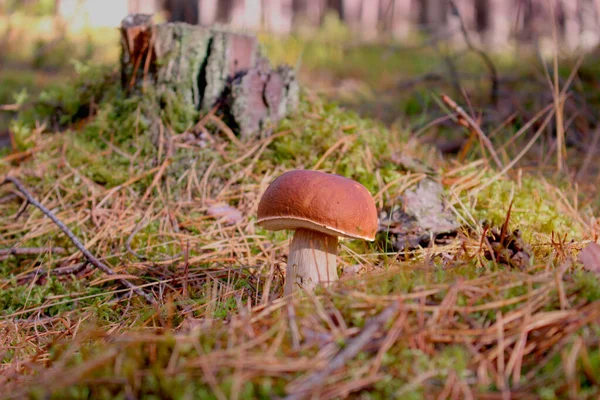 Spanya Ormanlarında Boletus Edulis Adı Verilen Mantar — Stok fotoğraf