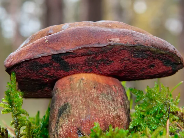 Fungo Chamado Boletus Edulis Nas Florestas Espanha — Fotografia de Stock