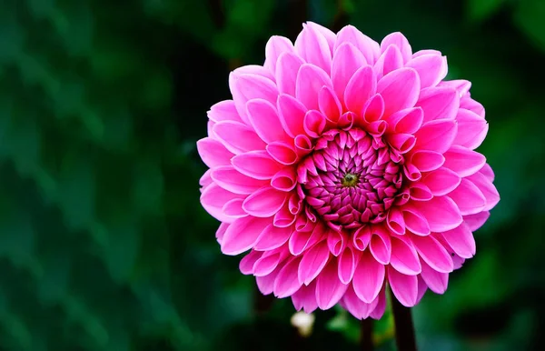 Flor Chamada Crisântemo Para Preparar Buquês Flores — Fotografia de Stock